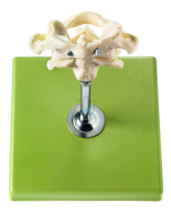 First & second cervical vertebrae (atlas & axis) model